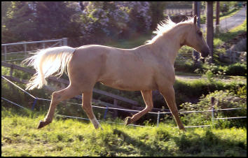Kinsky mare